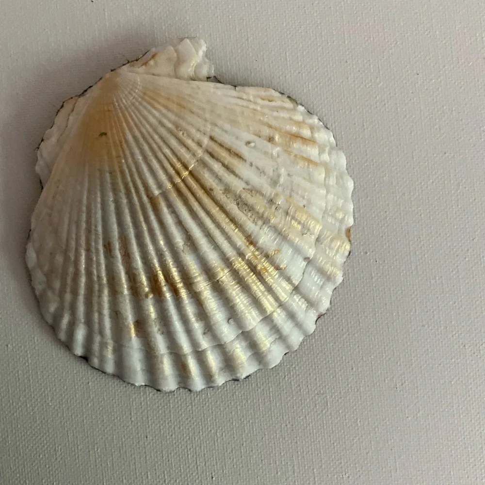 Scalloped Clam Shell Jewelry Dish Gold Leaf Decoupaged